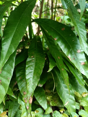 Foto de Abiu-caramelo