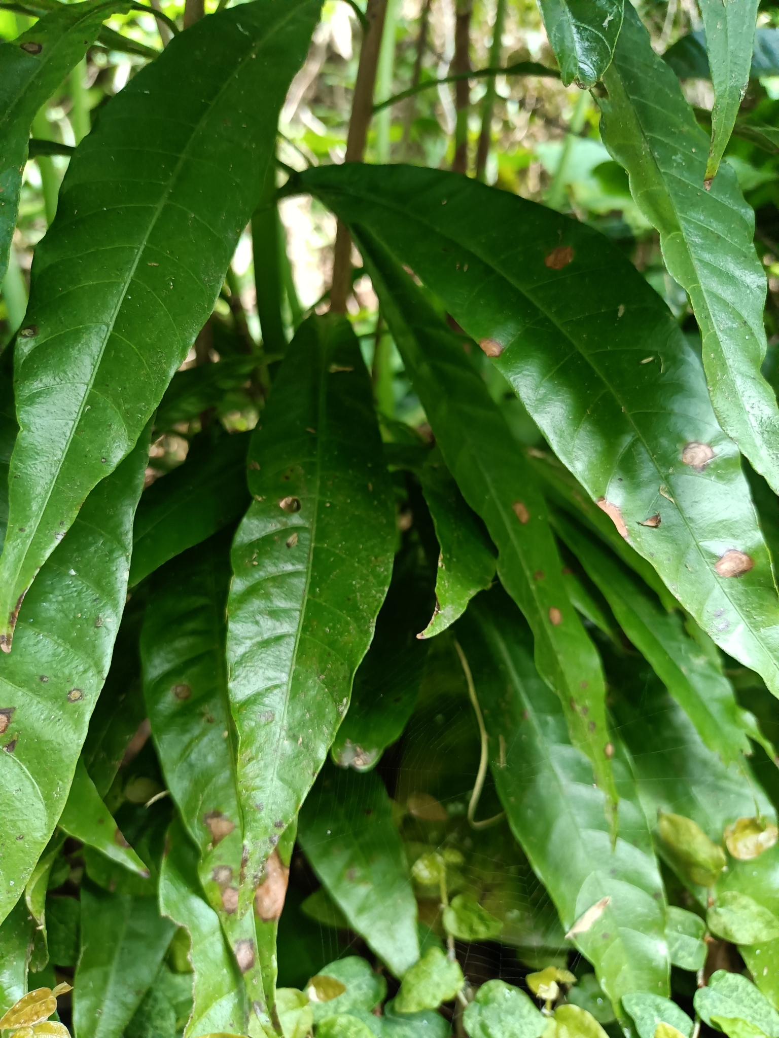 Imagem de Abiu-caramelo