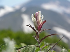 Castilleja pavlovii