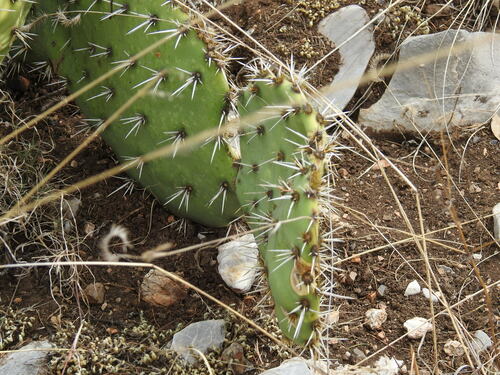 Opuntia rastrera, photograph 6