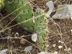 Opuntia rastrera, photograph (c) Leticia Jiménez Hernández, some rights reserved (CC BY-SA)