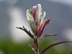 Castilleja pavlovii
