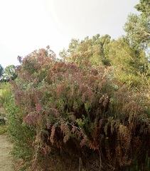 Atriplex lentiformis