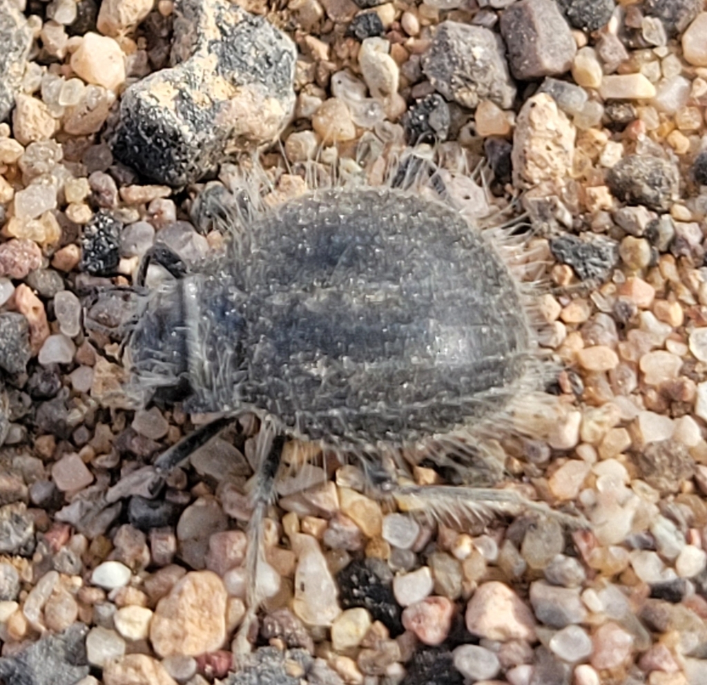 Edrotes ventricosus