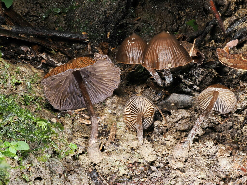 Psilocybe moseri · February 2025 · photo: © alan_rockefeller (iNaturalist, cc-by-sa)