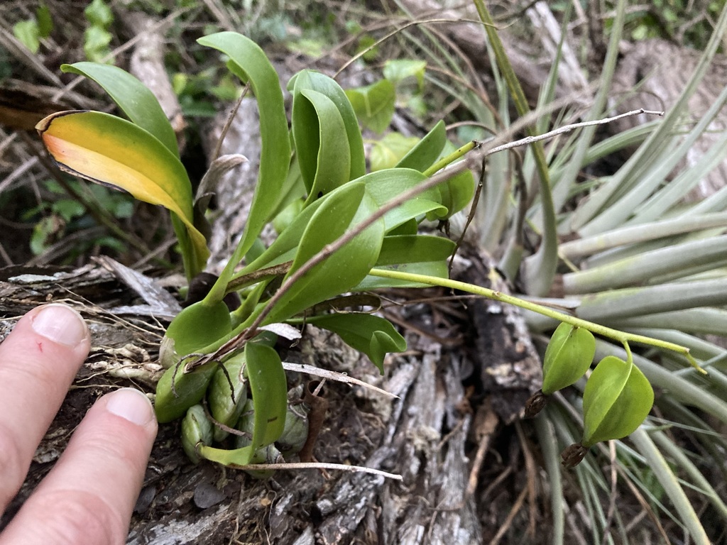 Prosthechea boothiana