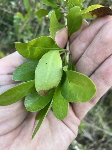 Image of Randia aculeata by no rights reserved
