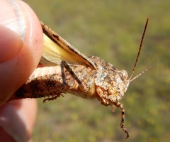 Spharagemon cristatum