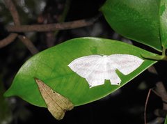Acropteris ciniferaria