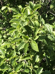Rhamnus cathartica