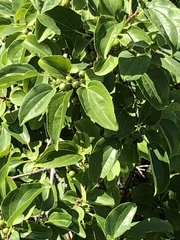 Rhamnus cathartica