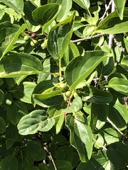Rhamnus cathartica