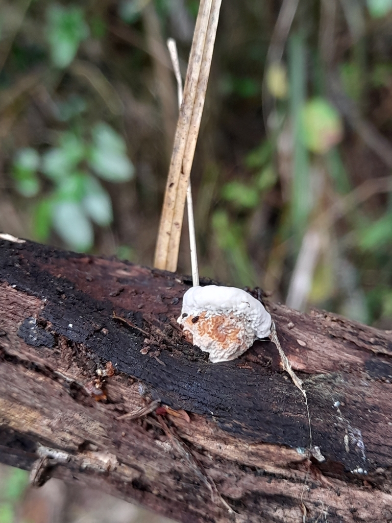 Truncospora ochroleuca · February 2025 · photo: © mphnz (iNaturalist, cc0)