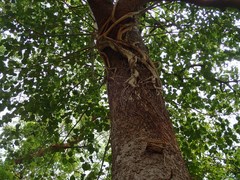 Melanorrhoea usitata