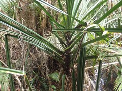 Pentaspadon velutinus