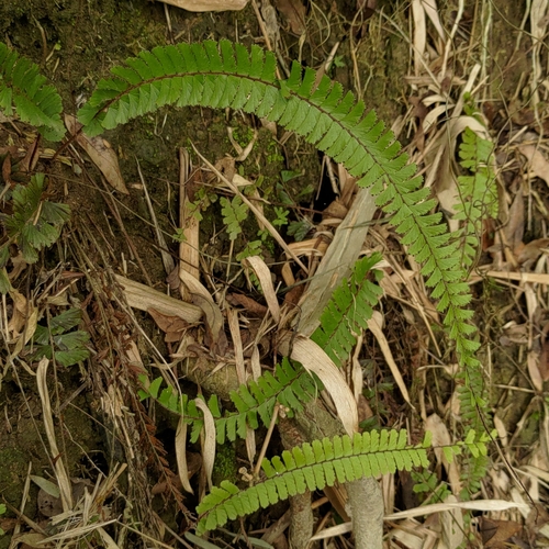 Image of Adiantum caudatum by no rights reserved