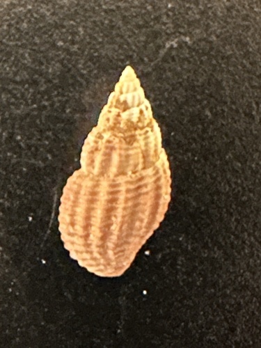 Amphissa reticulata