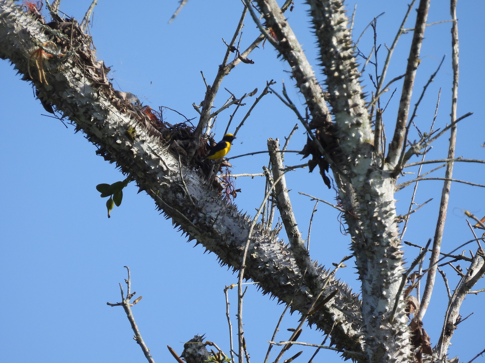 Yellow-crowned Euphonia (Euphonia luteicapilla), photo 8