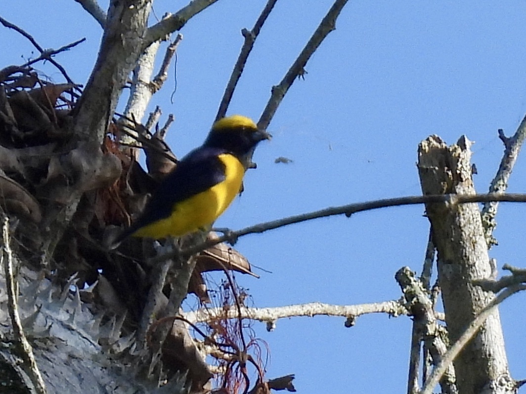 Yellow-crowned Euphonia (Euphonia luteicapilla), photo 7