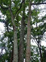 Terminalia calamansanai