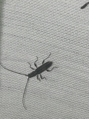 Neocompsa puncticollis