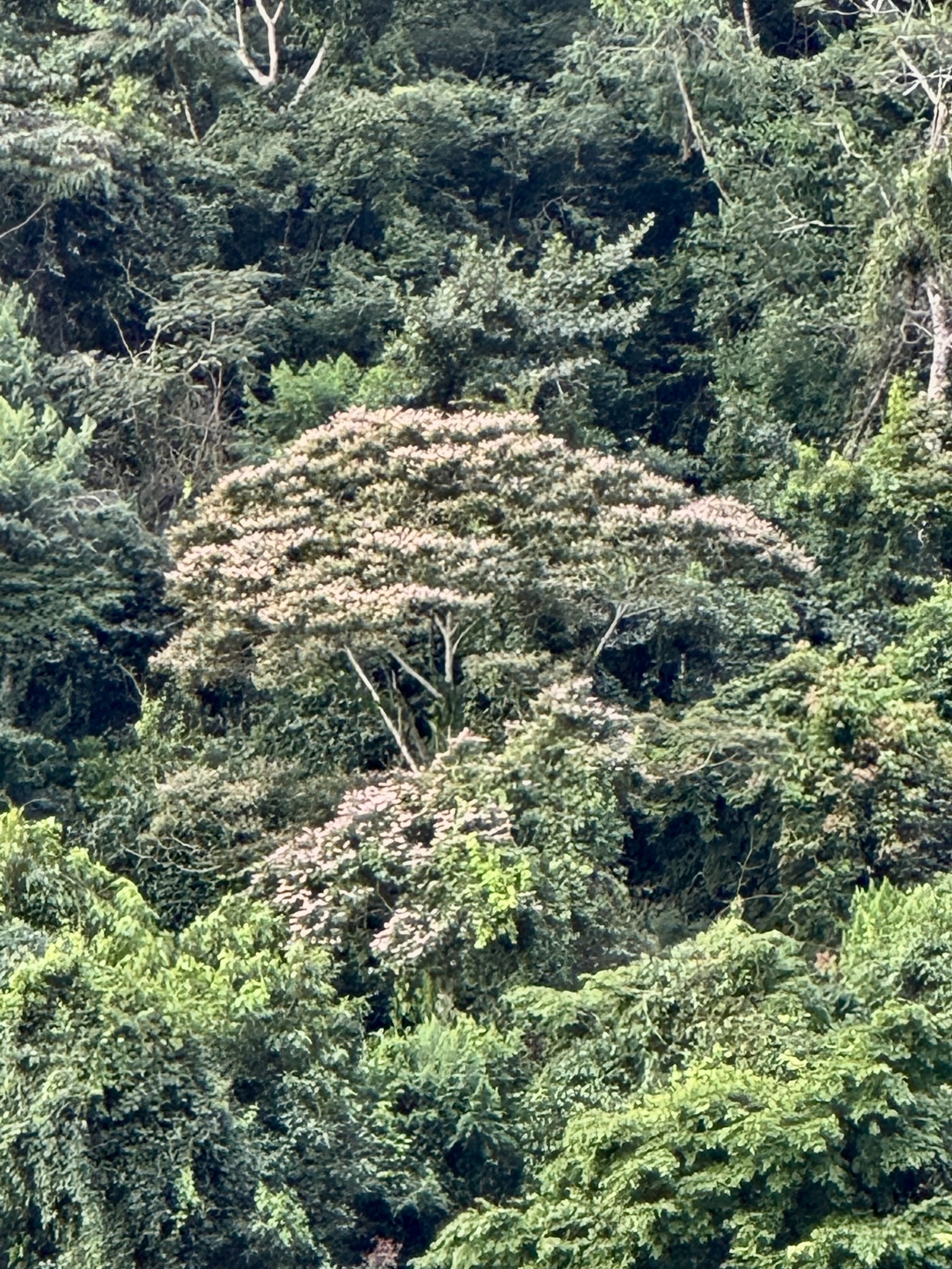 Trichospermum lessertianum