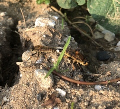 Promachus yesonicus
