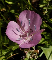 Calochortus nudus
