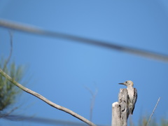 Melanerpes aurifrons