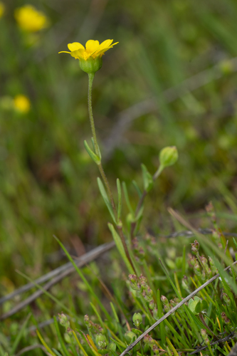 alkali-sink goldfields (Lasthenia chrysantha)