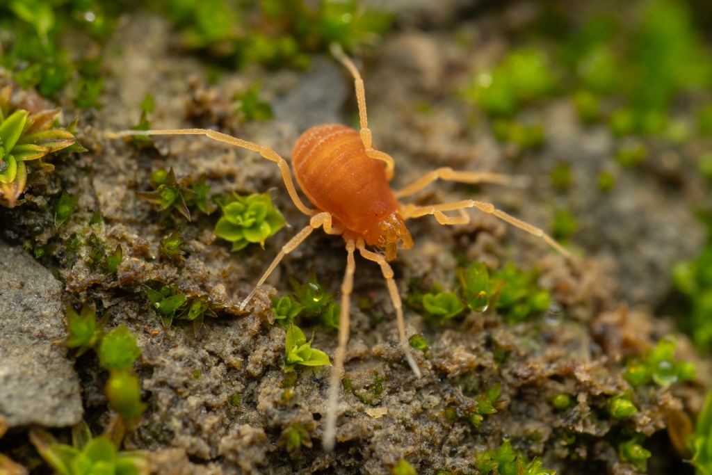 Calicina serpentinea