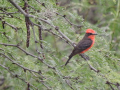Pyrocephalus rubinus