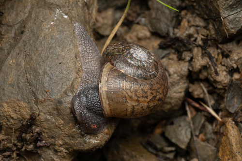 Helminthoglypta nickliniana ramentosa