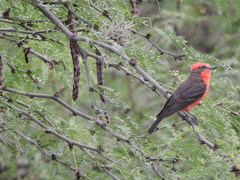 Pyrocephalus rubinus