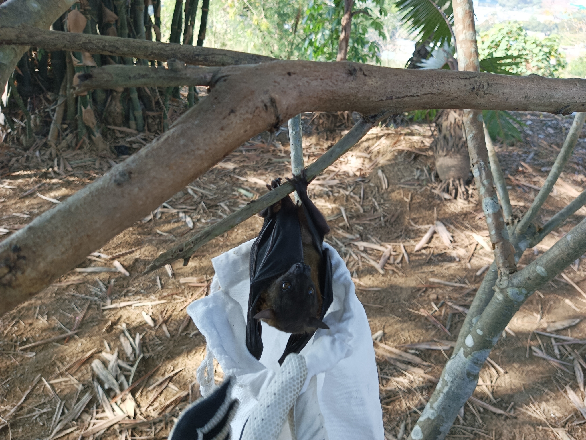 Greater Musky Fruit Bat photo 6