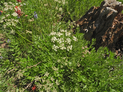 Ligusticum