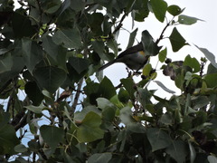 Icteria virens