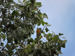 Icteria virens