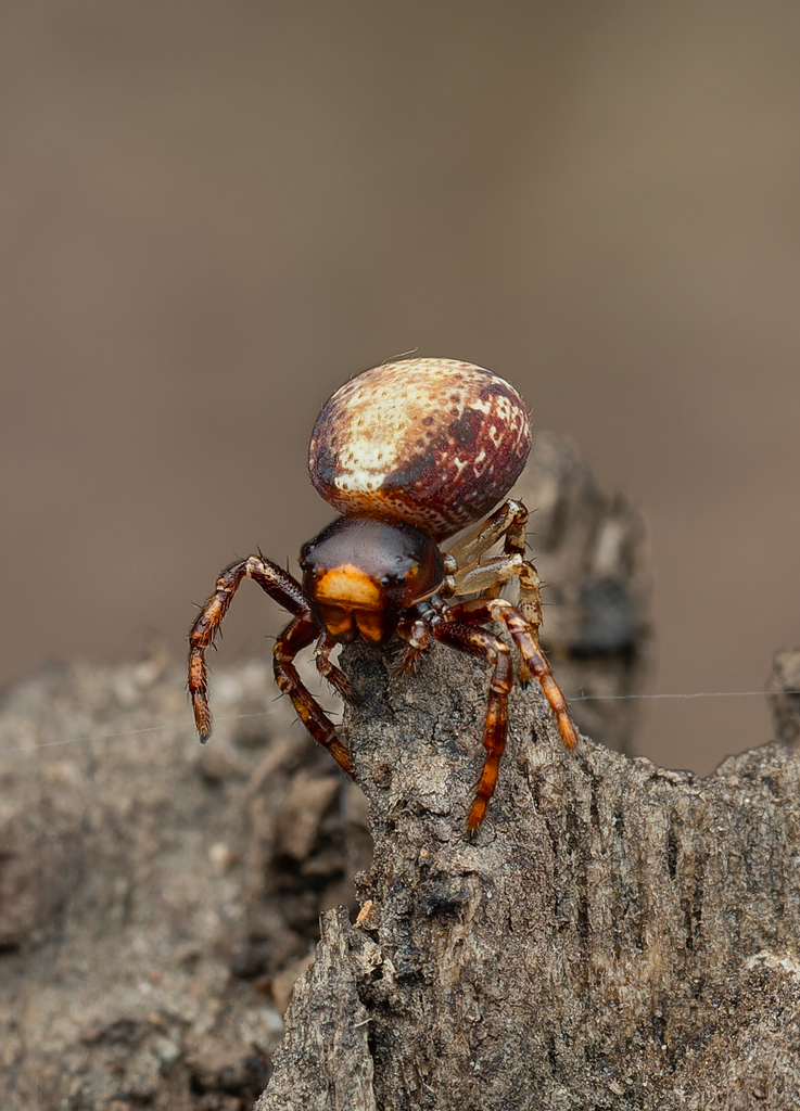 Porropis
