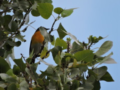 Icteria virens