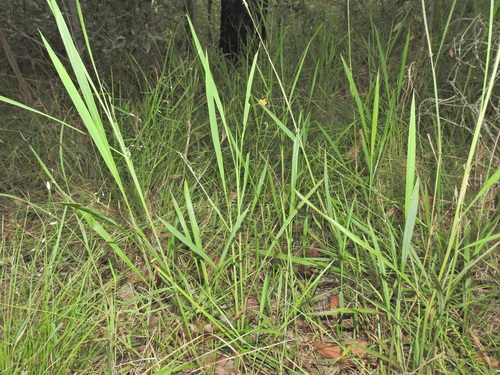 Image of Ischaemum australe by (c) Scott W. Gavins, some rights reserved (CC BY)