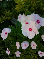 Catharanthus roseus