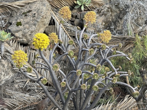 Aeonium rubrolineatum