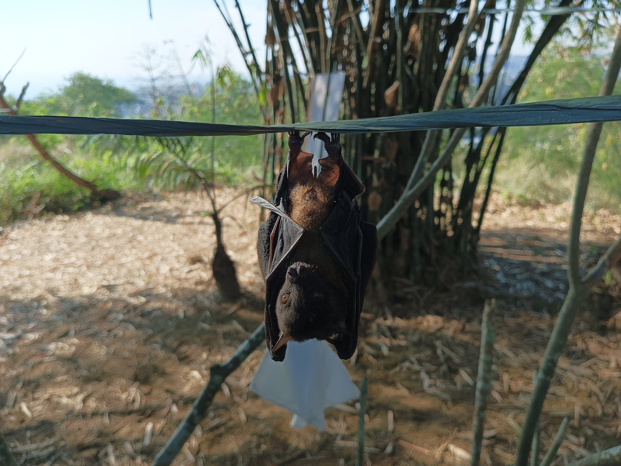 Greater Musky Fruit Bat photo 5