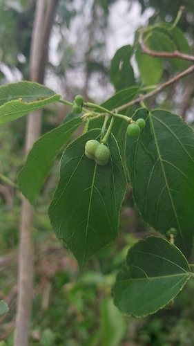Grewia aldabrensis
