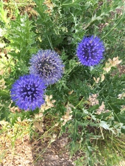 Echinops gmelinii