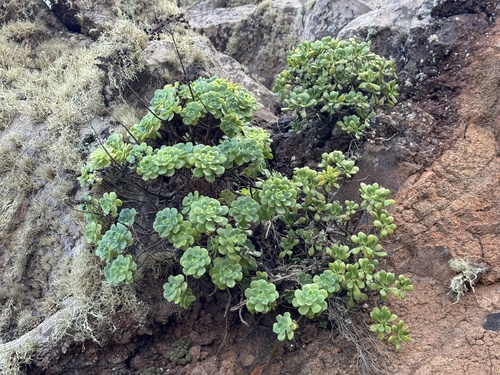 Aeonium castello-paivae