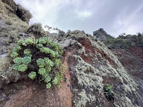 Aeonium castello-paivae