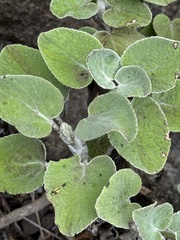 Sideritis cretica, photograph (c) Cody Hinchliff, some rights reserved (CC BY)