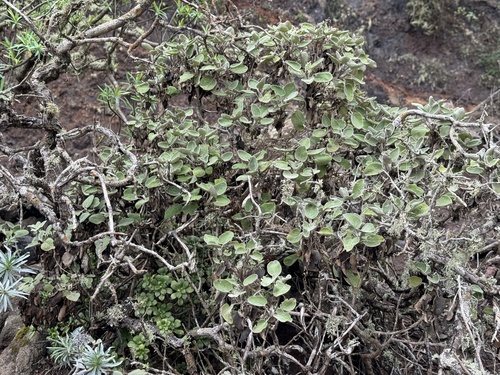 Sideritis cretica, photograph 4